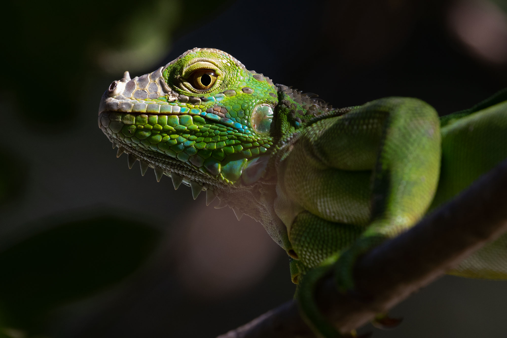 tamarindo-to-tapir-valley-281-1