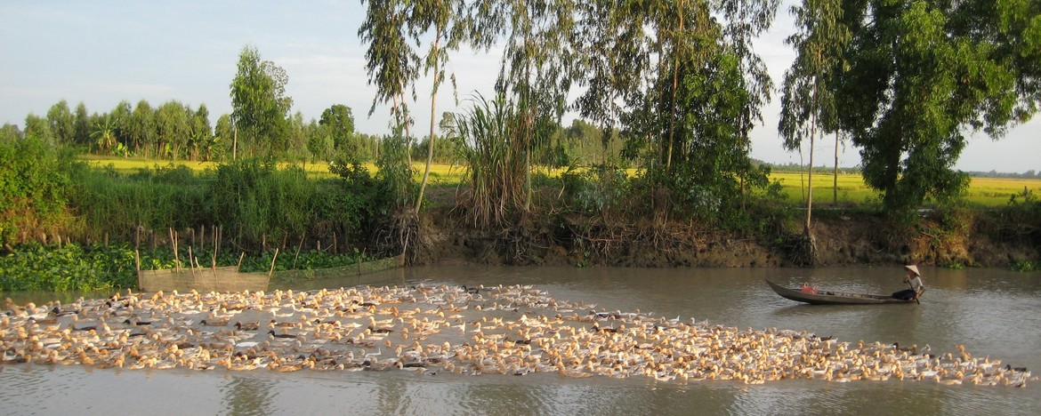 Mekong Delta Countryside