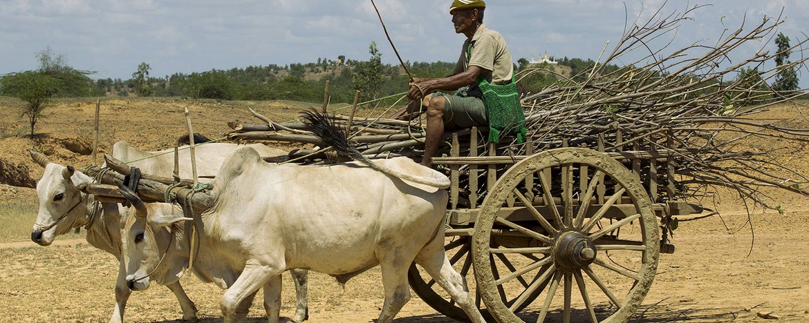 myanmar-firewood