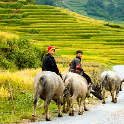 sapa
