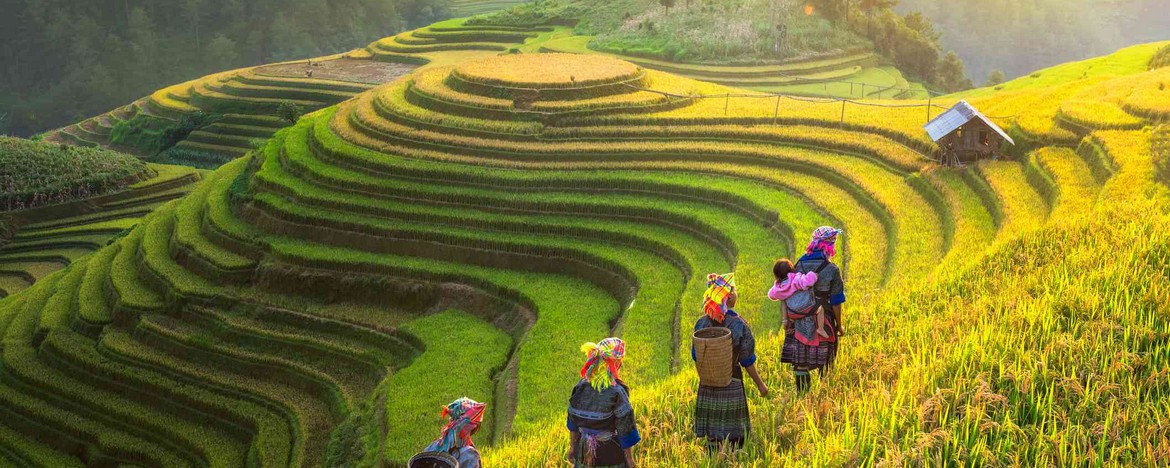 rice-terrace-sapa