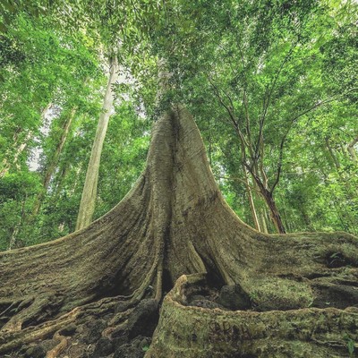Tung trees