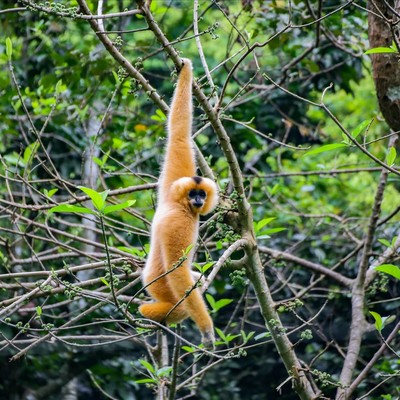 wild monkey