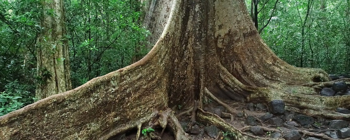 giant-tree-nam-cat-tien